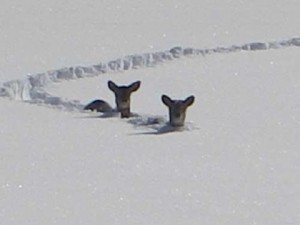 winter food plots for deer