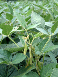 soybean food plots for deer