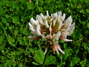 deer clover plots