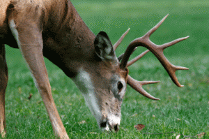 fall food plots for deer