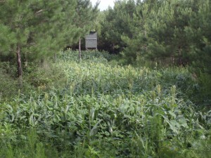 clear cut as a food plot