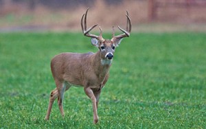 tree stands on food plots for deer