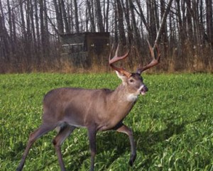 over seeding clover in food plots for deer