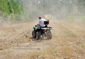 food plots