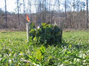 size of food plots for deer