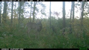 defensive food plots for deer