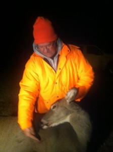 Clover is a work horse in food plots for deer