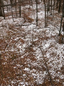 food plots for deer work