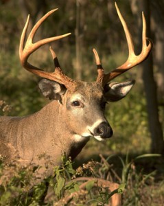 Year round food plots for deer