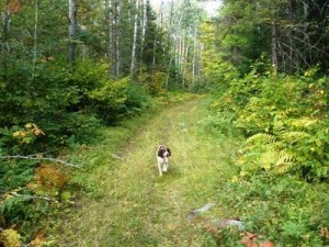 frost seeding food plots