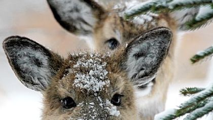 Feeding deer in winter