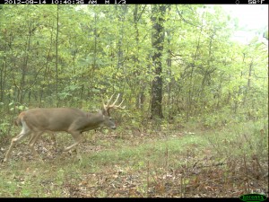 food plots drowned out