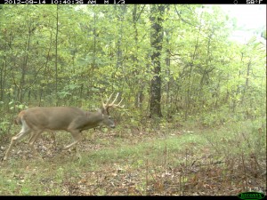 managing land for deer