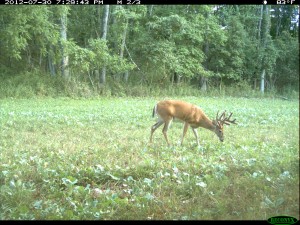 deer wont eat brassicas