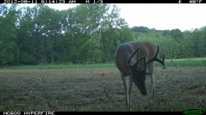 managing land for deer