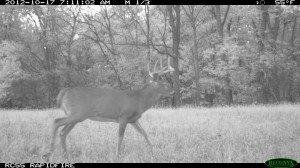 food plots whitetail