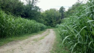 a food plot screen