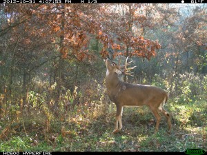 licking branches in food plots for deer