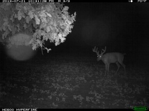 food plots for deer whitetail