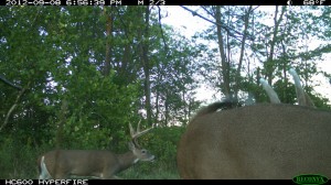 food plots deer