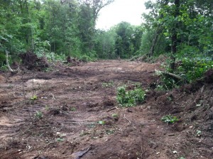 Whitetail food plot