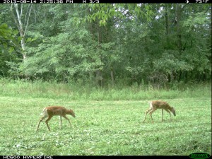 food plots for deer baiting