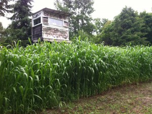 Whitetail food plot