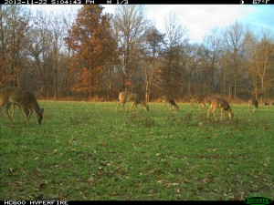 deer numbers