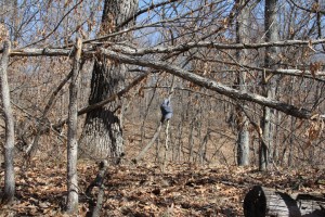 creating buck beds