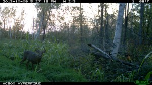 beaverfunnel