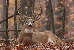 Minnesota Deer Habitat Consultant
