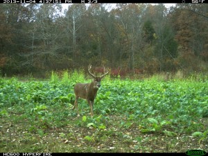 Steve Bartylla on Patterning a Deer