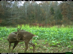 Steve Bartylla on Patterning a Deer