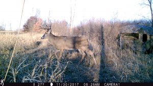 deer habitat plans