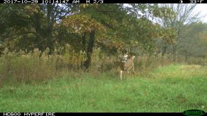 food plots for deer