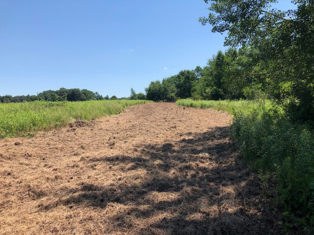 New Food Plots for Deer