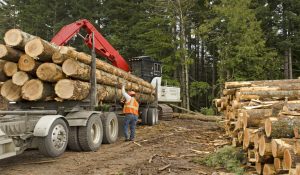 Hiring a Logger in Minnesota for Deer Woods