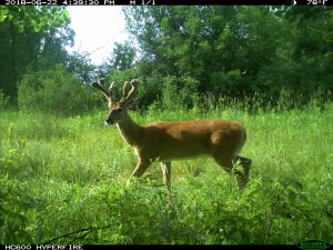 best Indiana food plots for deer