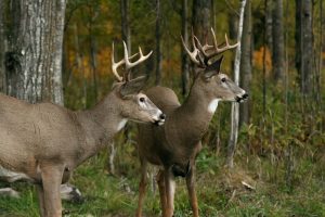Aerial deer property evaluations