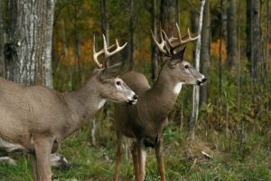 Whitetail deer plans