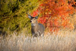 Deer habitat planning