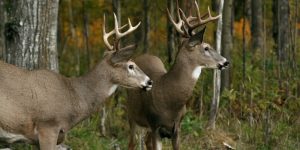 Minnesota Hunting Leases