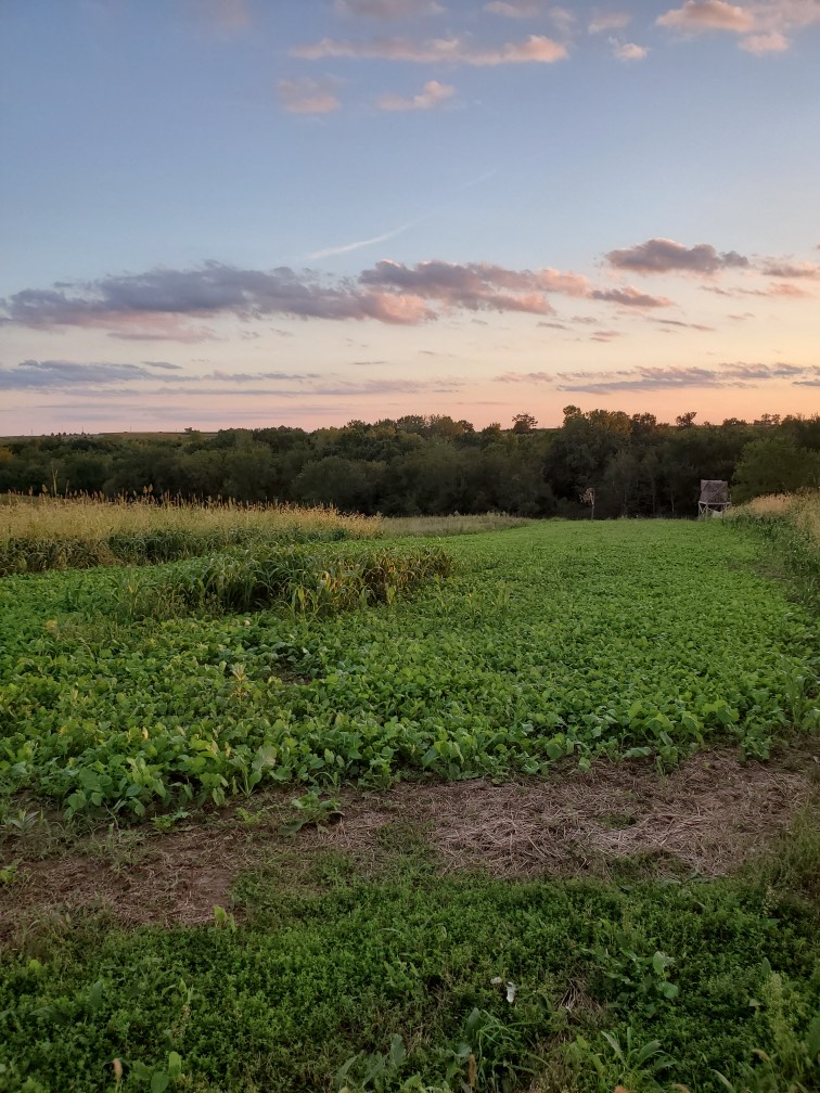 Best No-till food plot article