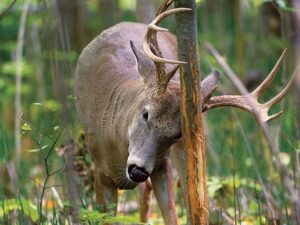 Deer habitat planning