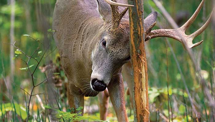 using realistic calls for decoying whitetail deer in Minnesota