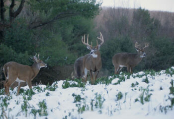 Glyphosate for Food Plots