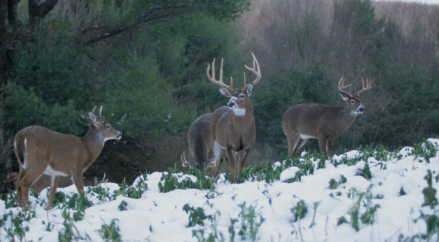 Glyphosate for Food Plots