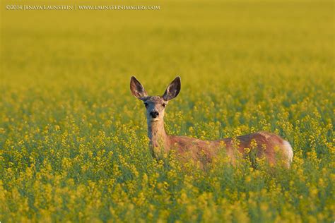 canola and deer