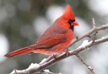 cardinal bird seed