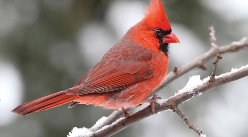 cardinal bird seed